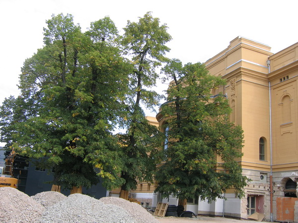 Tilia x moltkei 'Blechiana' - Gera - 2006