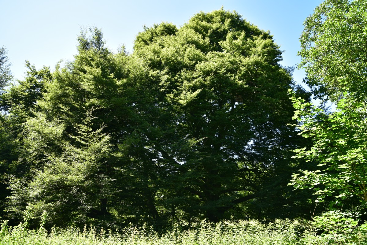 Fagus sylvatica 'Asplenifolia' - Fincken - 2017
