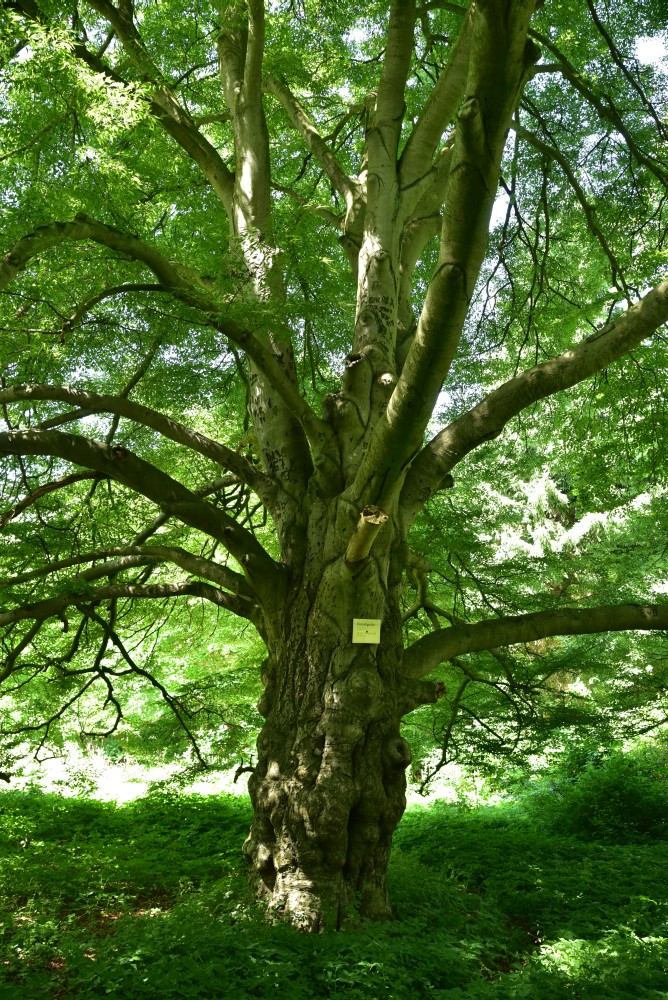 Fagus sylvatica 'Asplenifolia' - Fincken - 2017