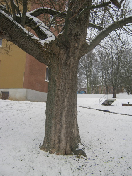 Acer negundo - Gera-Bieblach - 2017