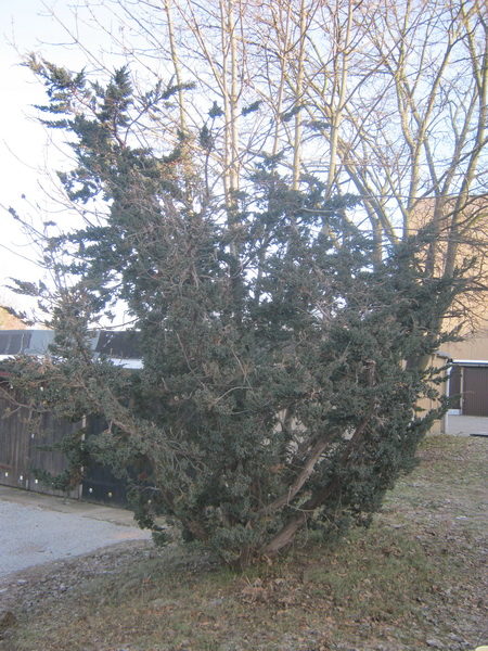 Juniperus squamata 'Meyeri' - Gera - 2017