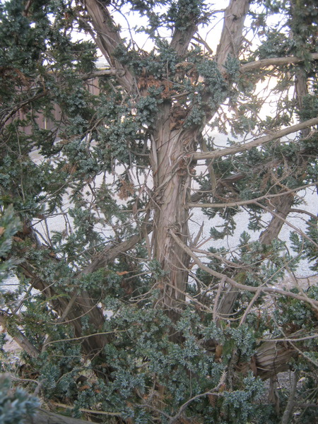 Juniperus squamata 'Meyeri' - Gera - 2017