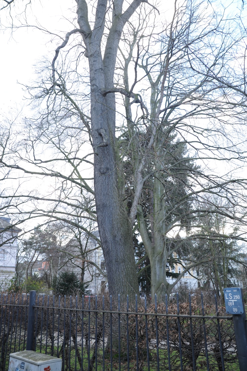 Gymnocladus dioicus - Bonn, Museum König - Januar 2015