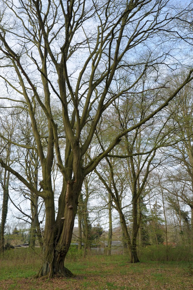 Carpinus betulus - Neuruppin - 2012