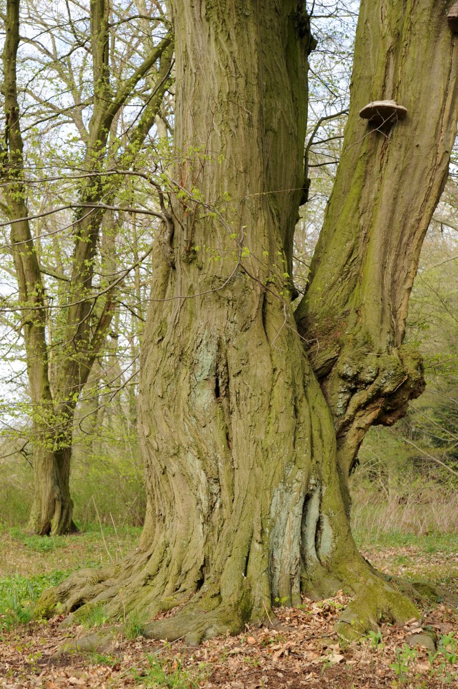 Carpinus betulus - Neuruppin - 2012