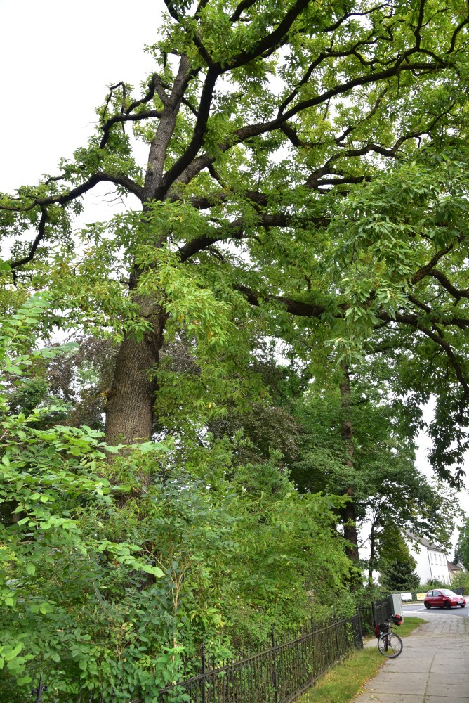 Quercus petraea 'Mespilifolia' - Döbern - 2016
