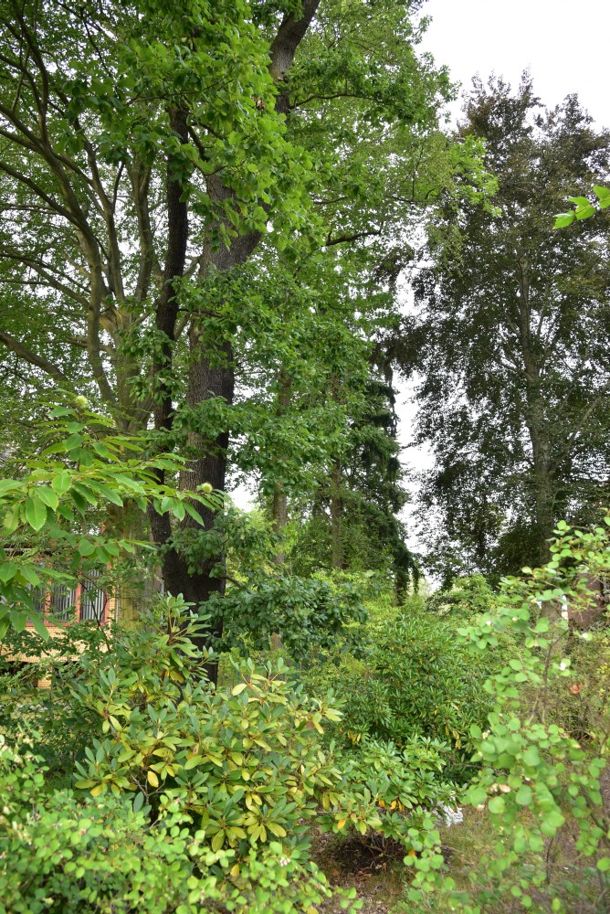Quercus petraea 'Cochleata' - Döbern - 2016