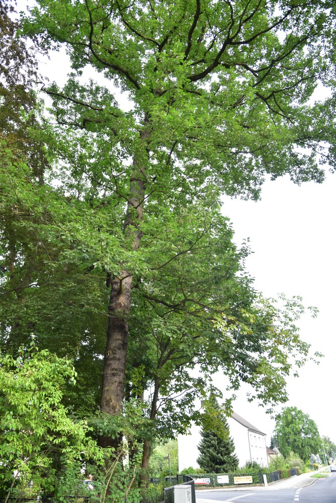 Quercus petraea 'Laciniata Crispa' - Döbern - 2016