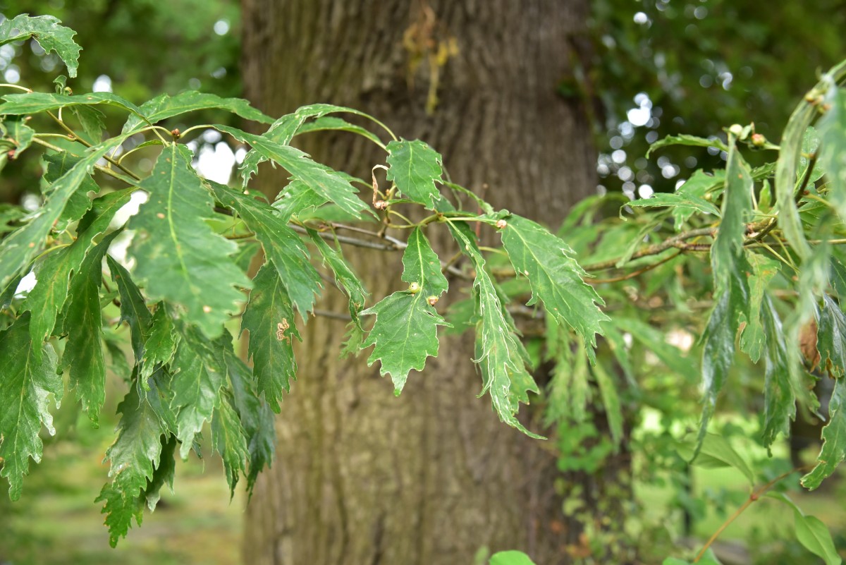 Quercus petraea 'Laciniata Crispa' - Döbern - 2016