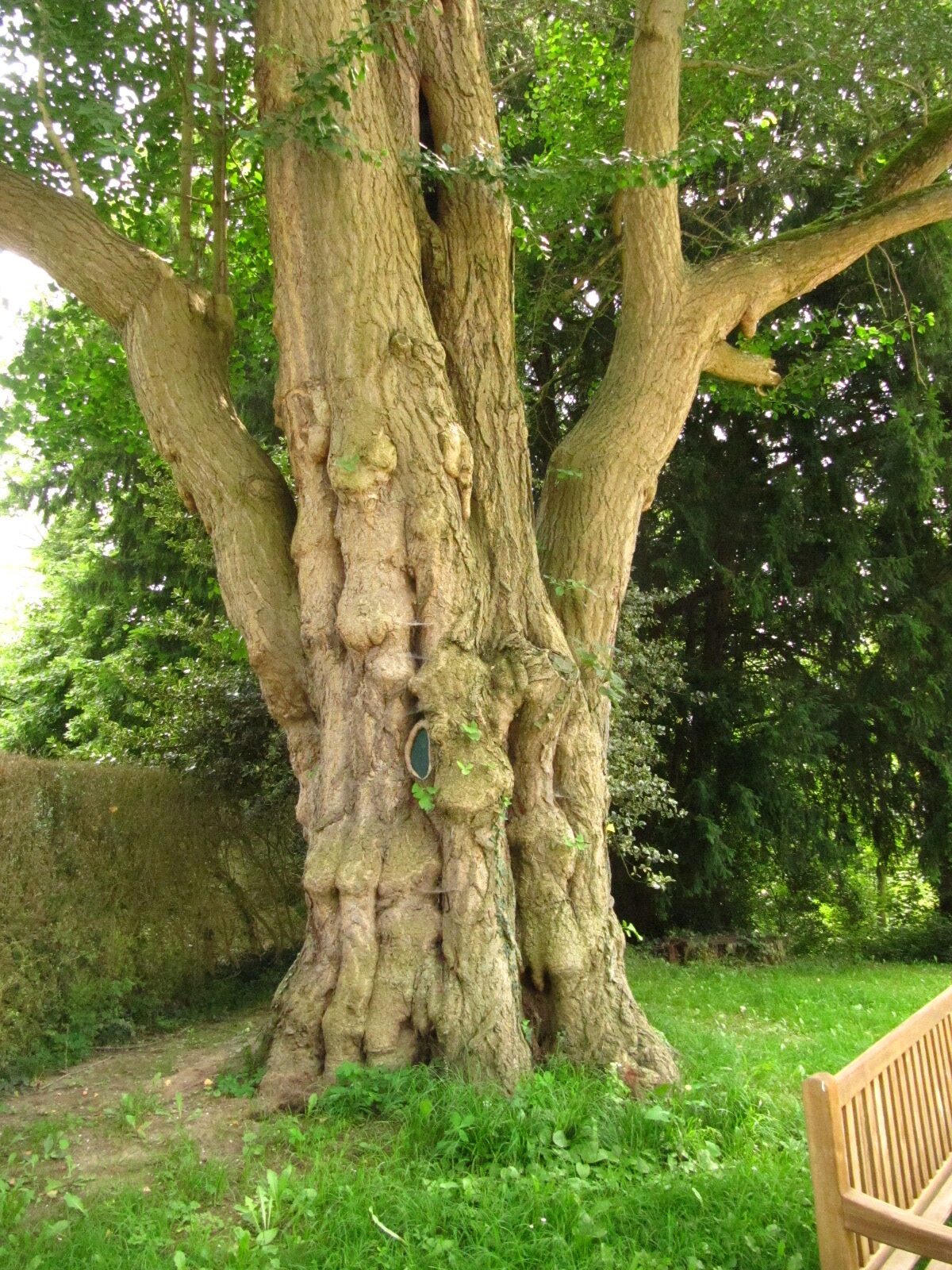 Ginkgo biloba - Bornheim-Roisdorf - Juli 2024