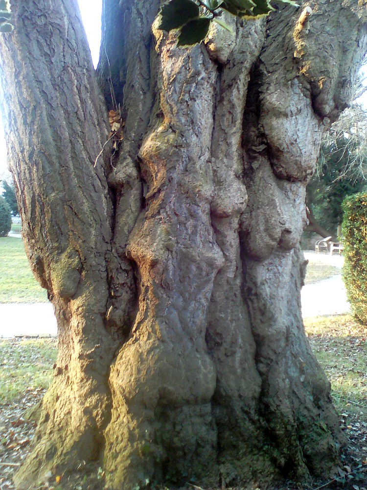 Ginkgo biloba - Roisdorf - 2017