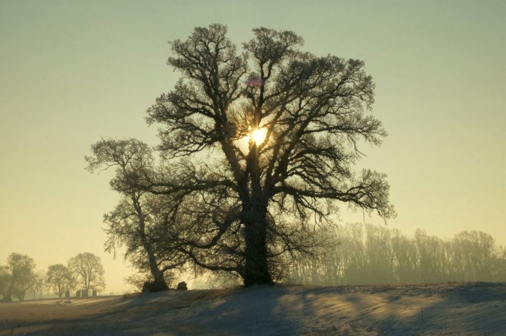 Ulmus laevis - Kunzwerda - 2017