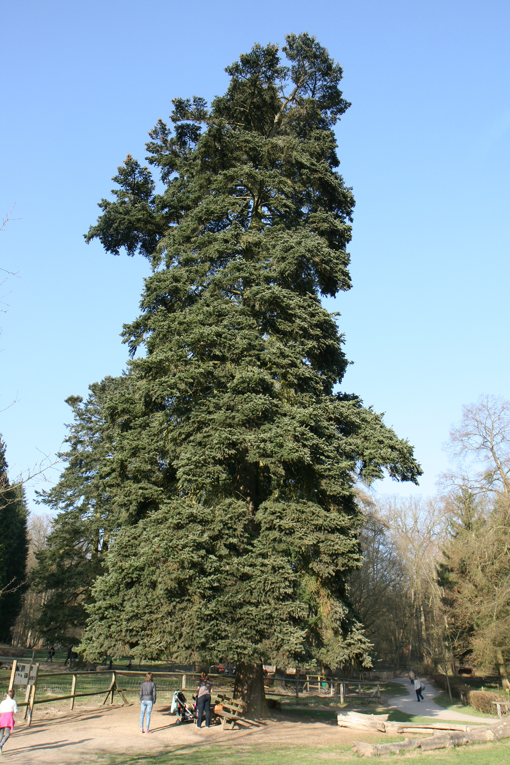 Abies cephalonica - Wiesbaden - März 2017