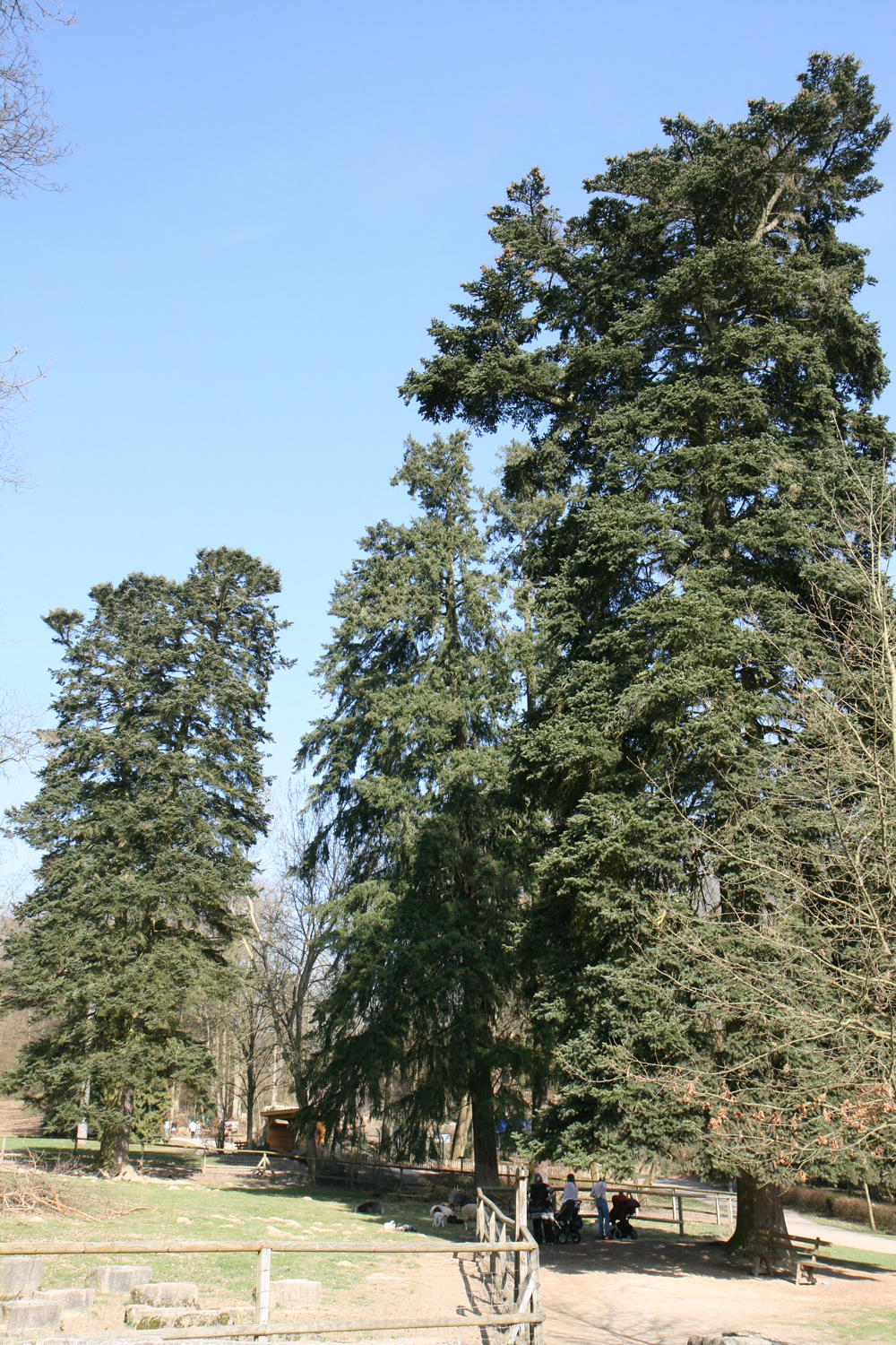 Abies cephalonica - Wiesbaden - März 2017