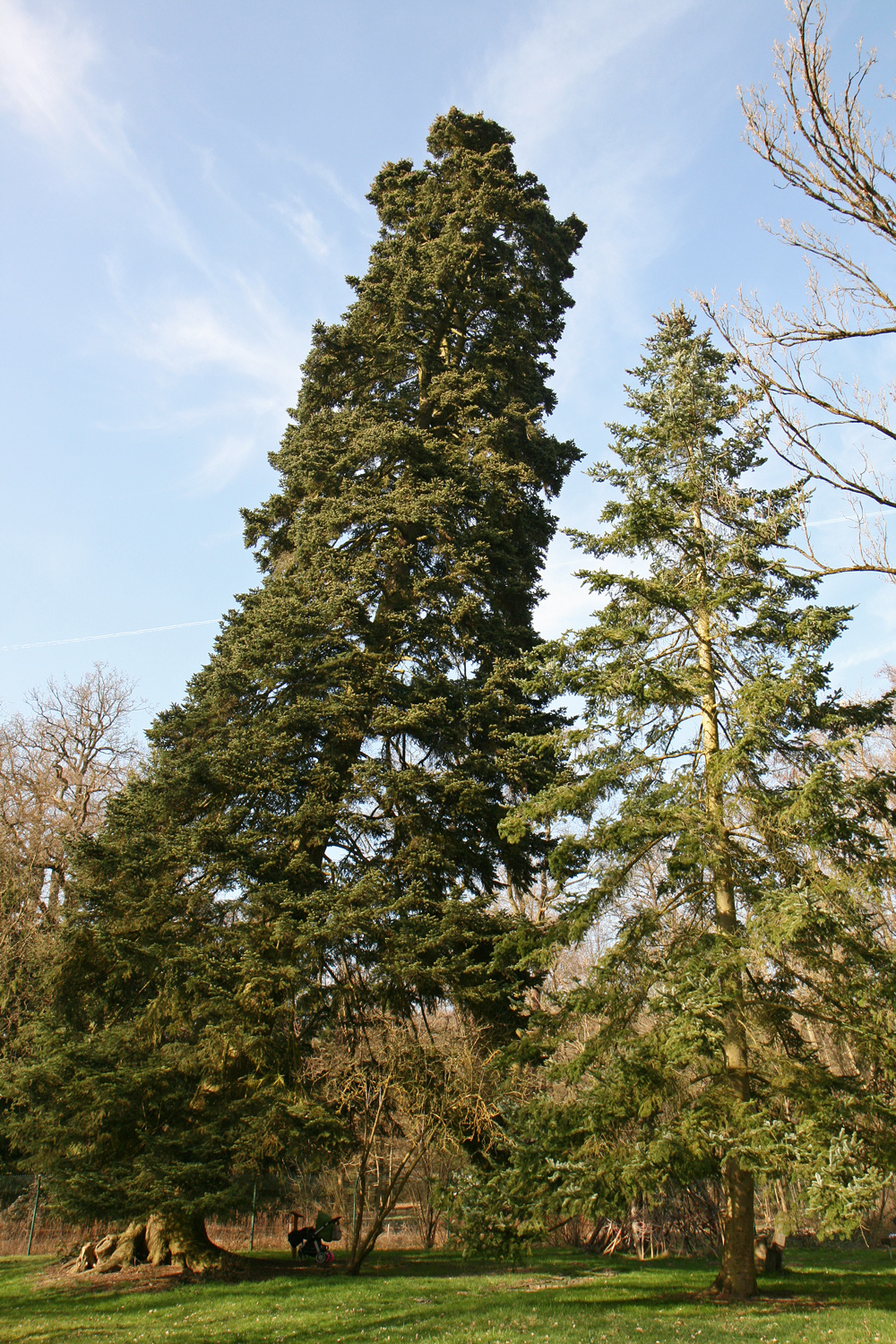 Abies cephalonica - Wiesbaden - März 2017