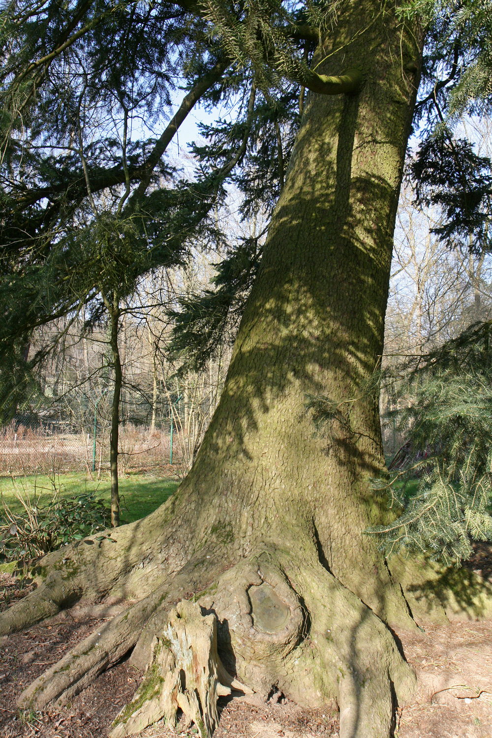 Abies cephalonica - Wiesbaden - März 2017