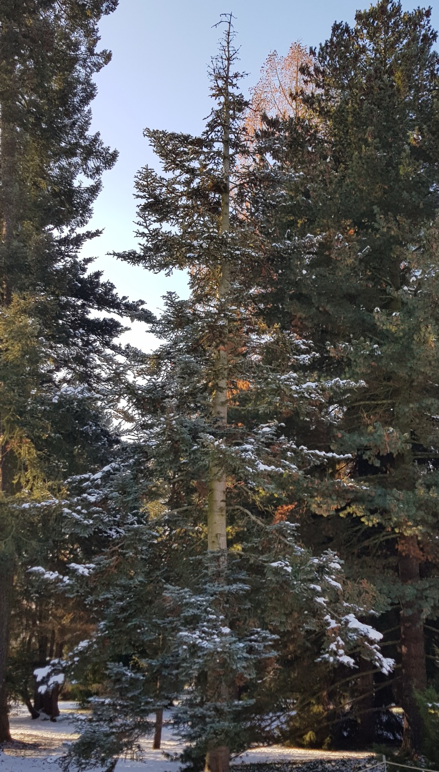 Abies procera ´Glauca' - Dresden-Pillnitz - Dezember 2012
