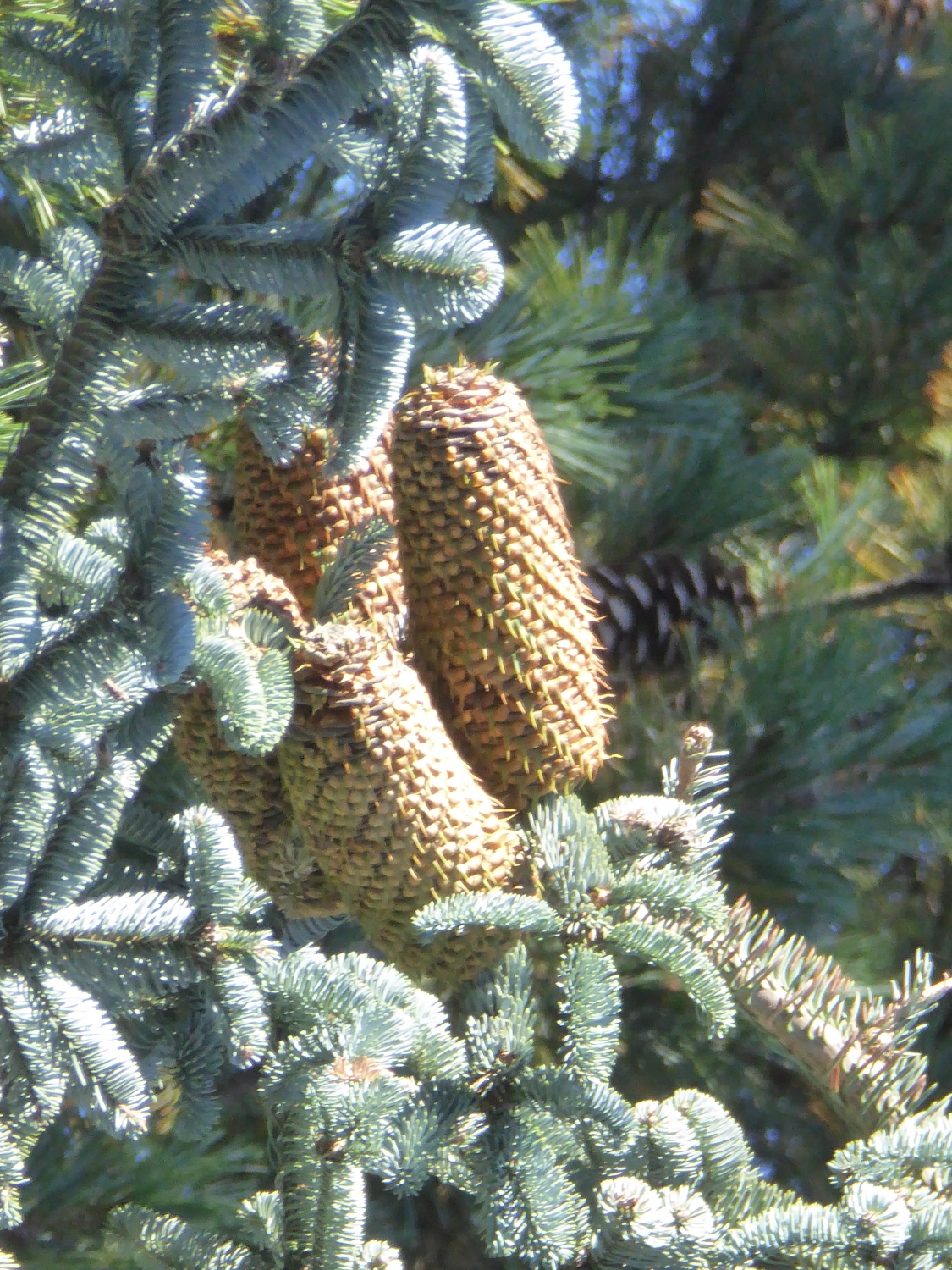 Abies procera 'Glauca' - Dresden-Pillnitz - Oktober 2015