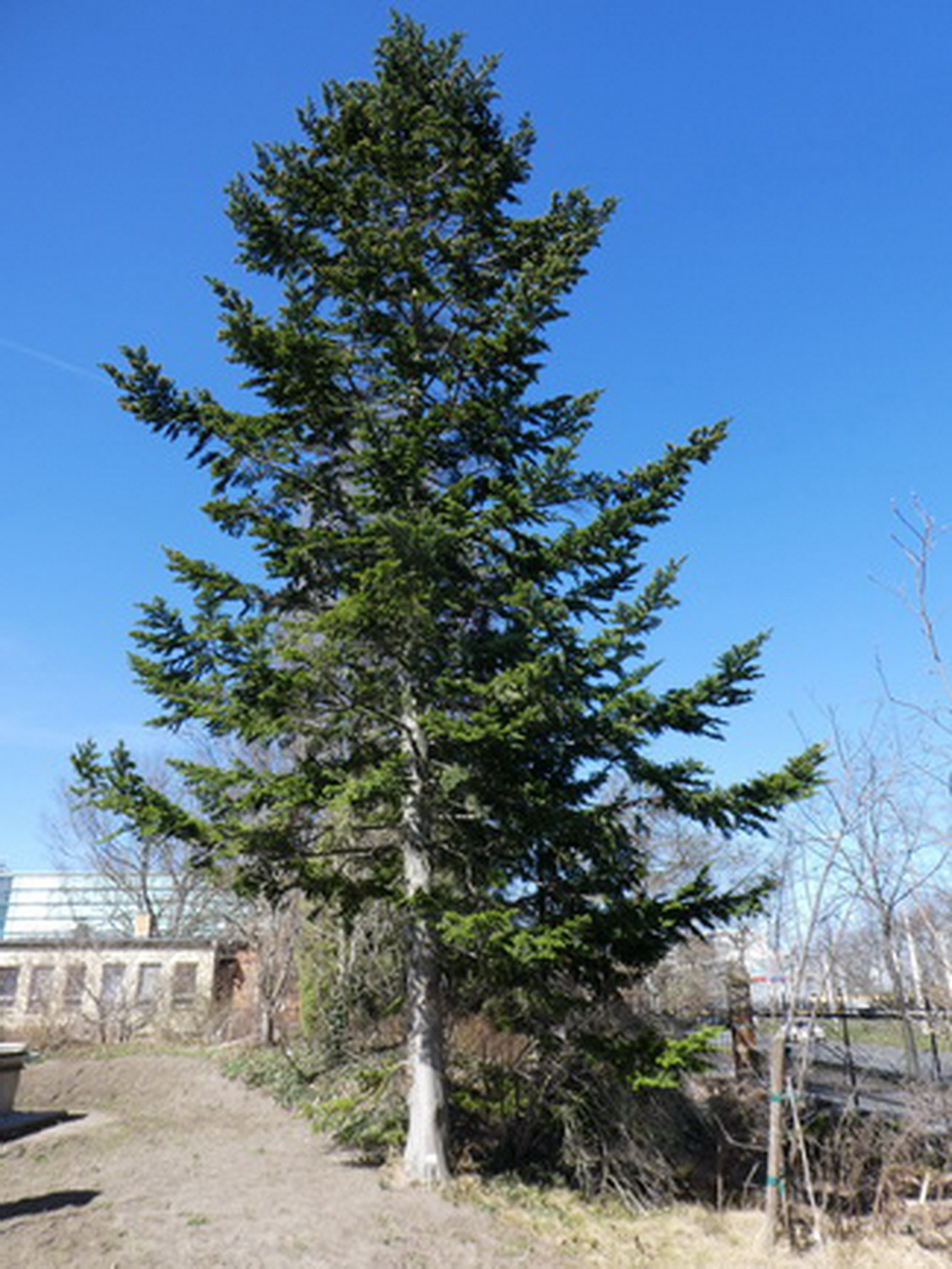 Abies sachalinensis - Dresden Botanischer Garten - April 2018