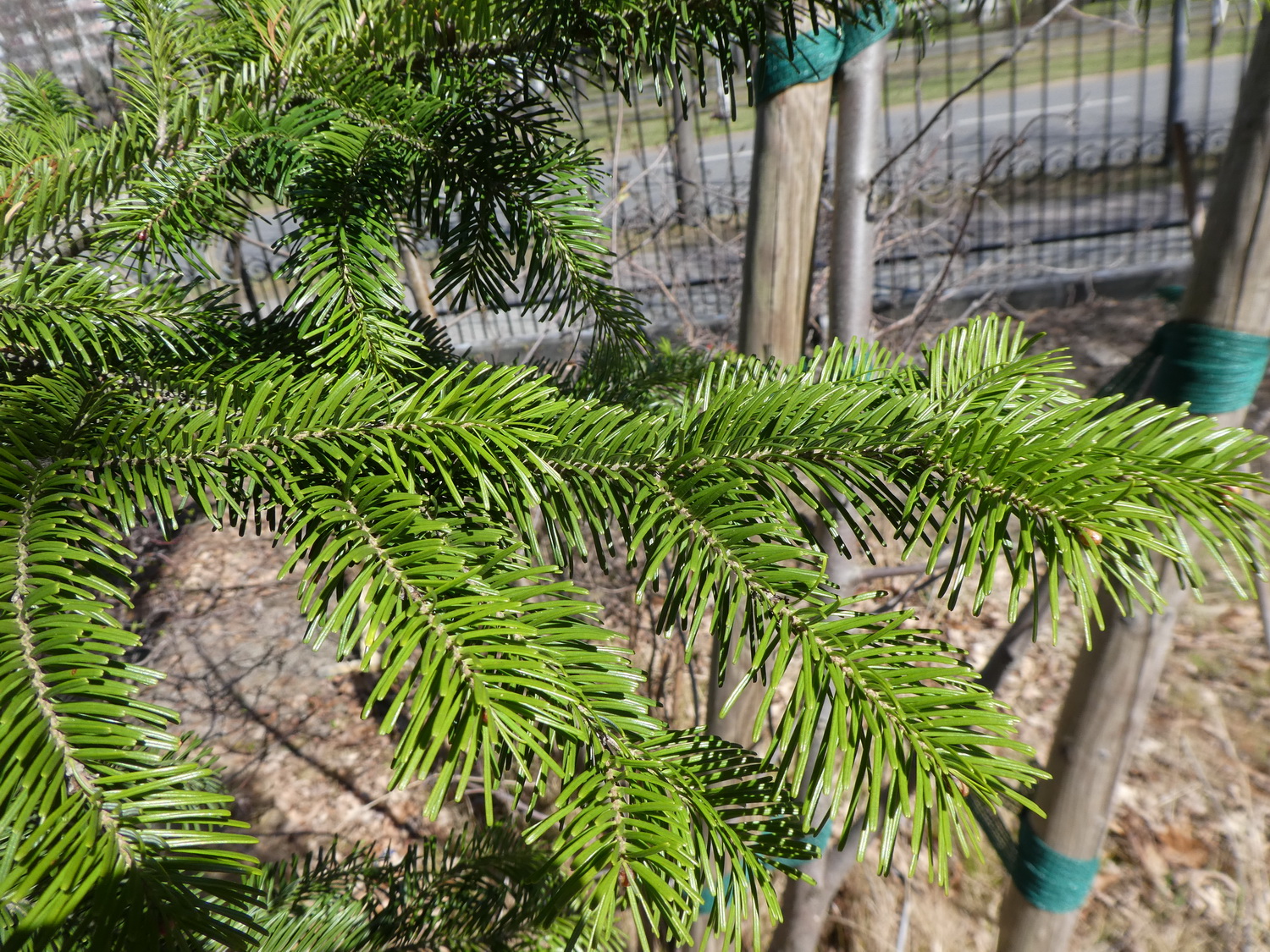 Abies sachalinensis - Dresden Botanischer Garten - April 2018