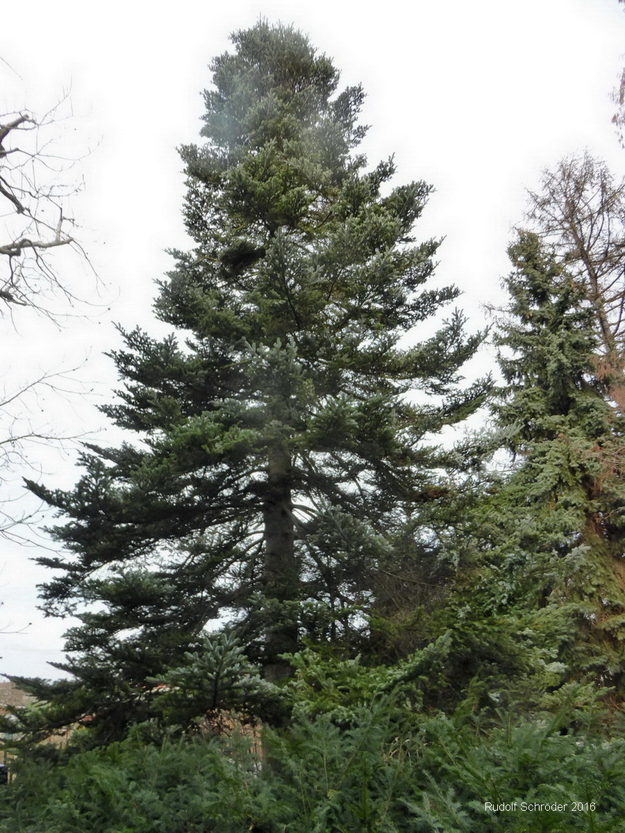 Abies veitchii - Dresden - Februar 2016
