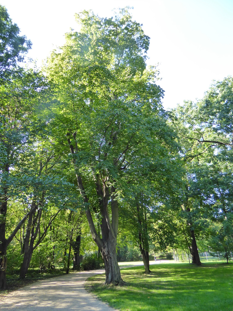 Acer cappadocicum - Dresden - 2015