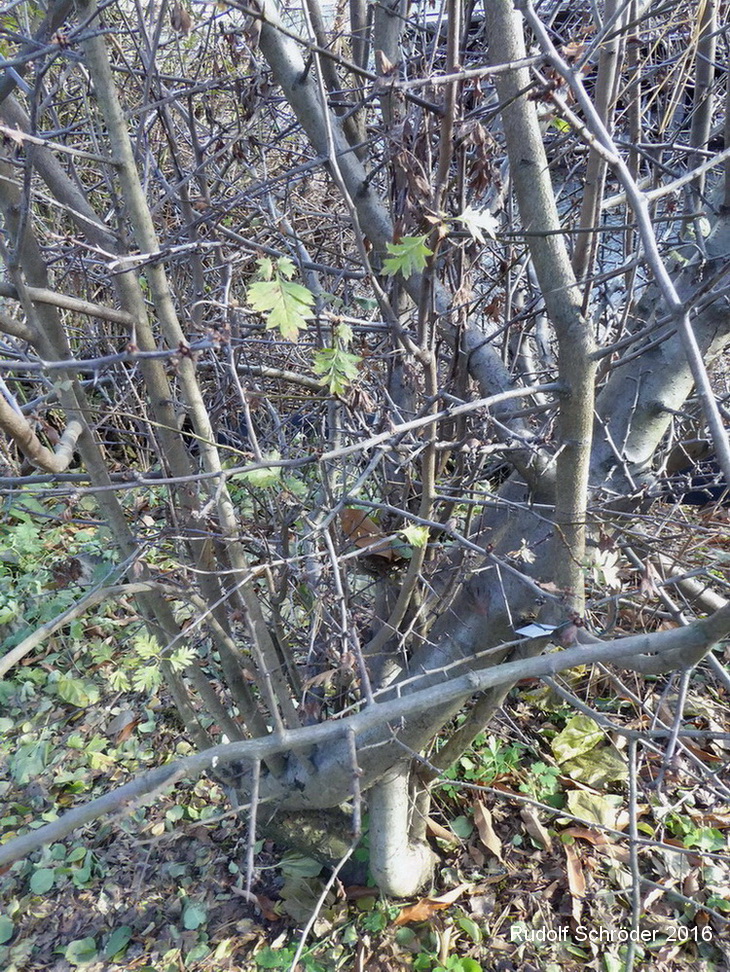 Fagus orientalis - Dresden - November 2016