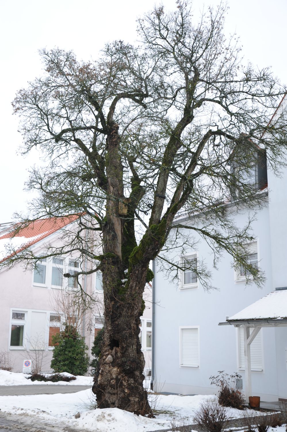 Acer campestre - Edelsfeld - Winter 2012