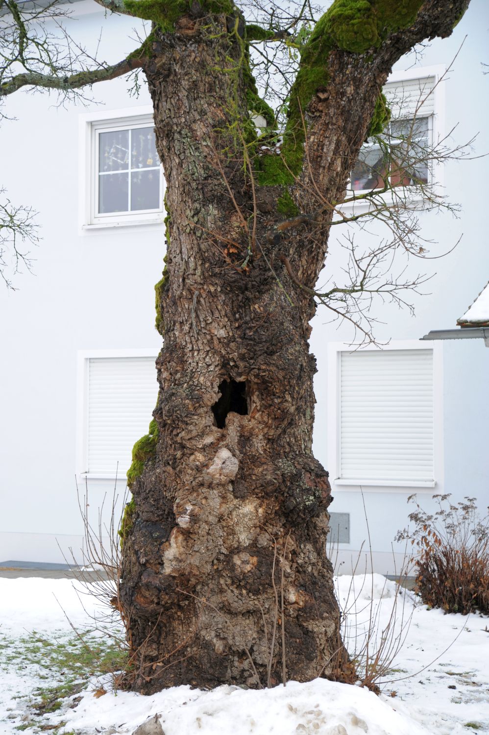 Acer campestre - Edelsfeld - Winter 2012