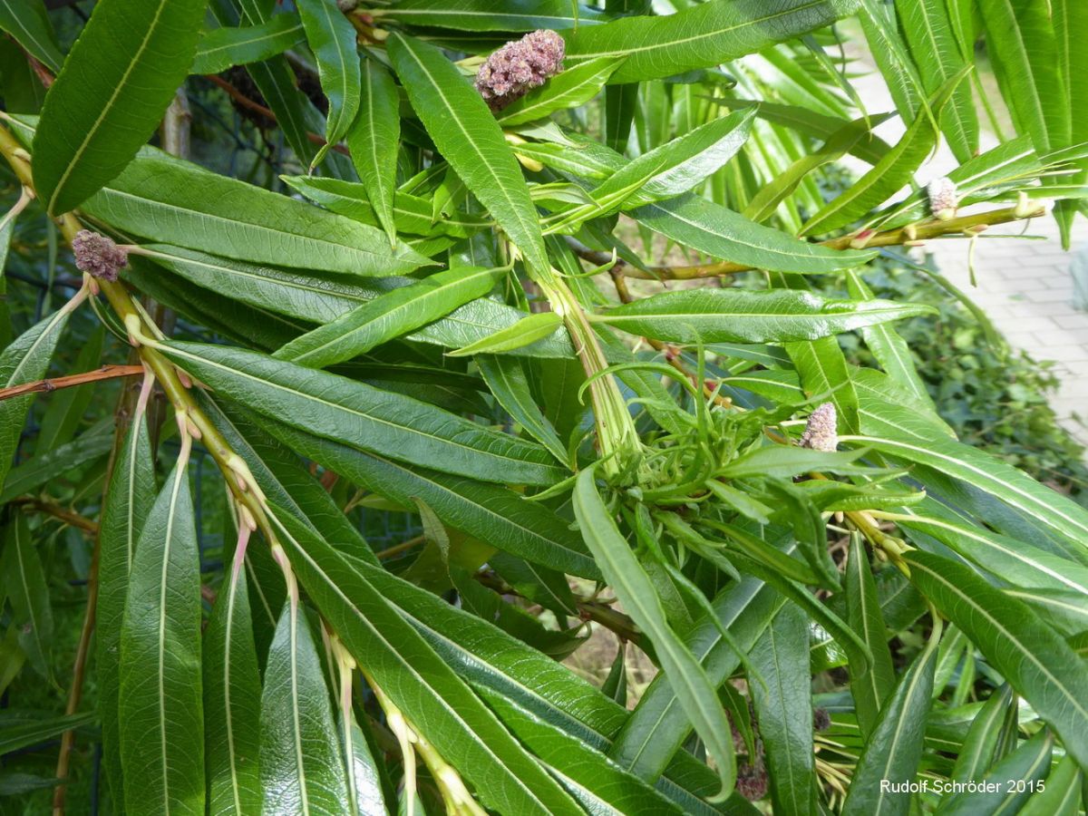 Salix sachalinensis 'Sekka' - Dresden - September 2015