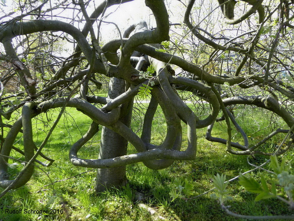 Sorbus aucuparia 'Pendula' - Herrnhut - April 2016