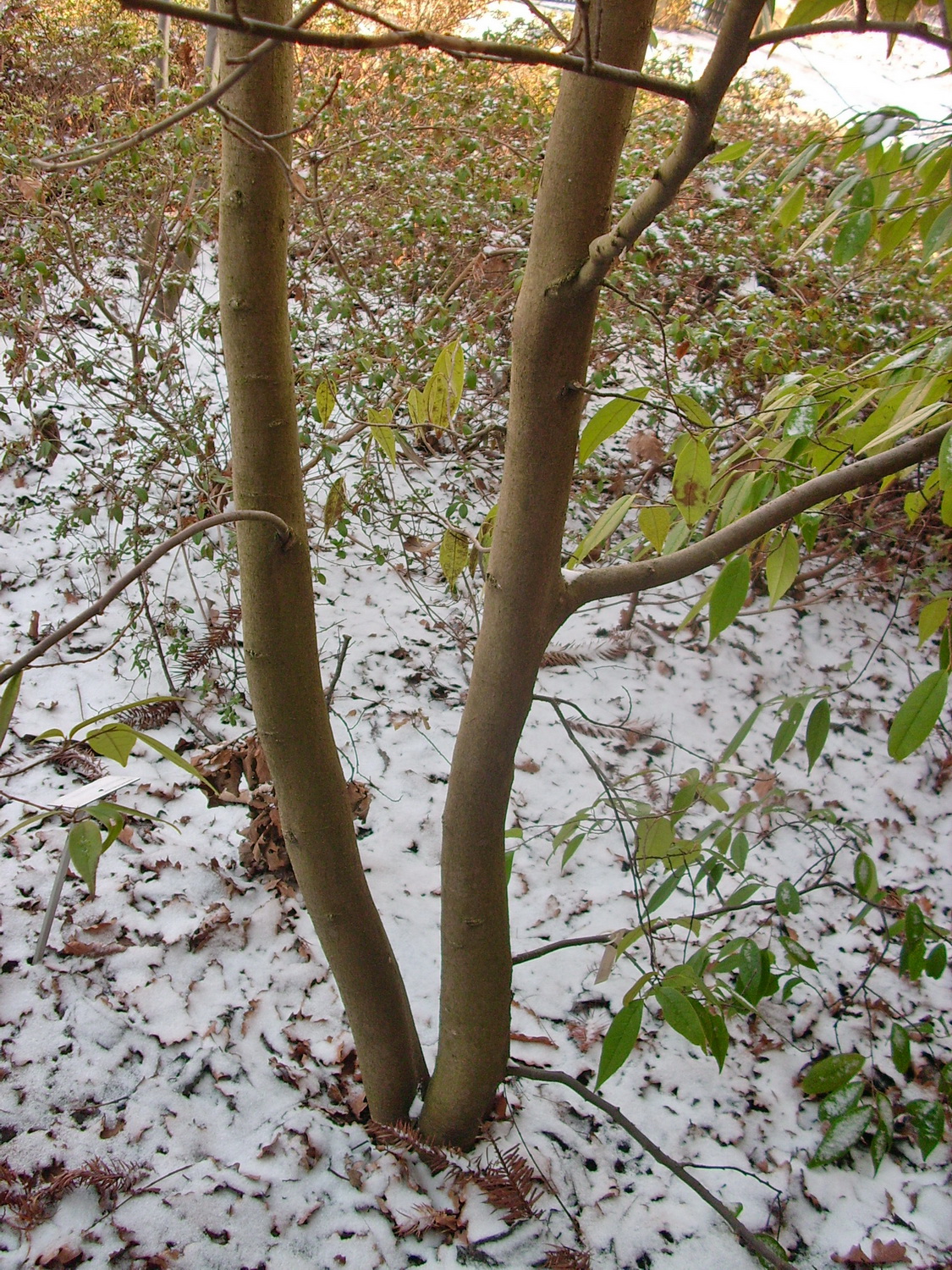 Sycopsis sinensis - Dresden Botanischer Garten - Januar 2011