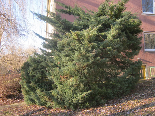 Juniperus x pfitzeriana - Gera - 2017