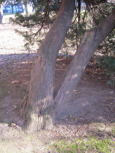 Juniperus x pfitzeriana - Gera - 2017