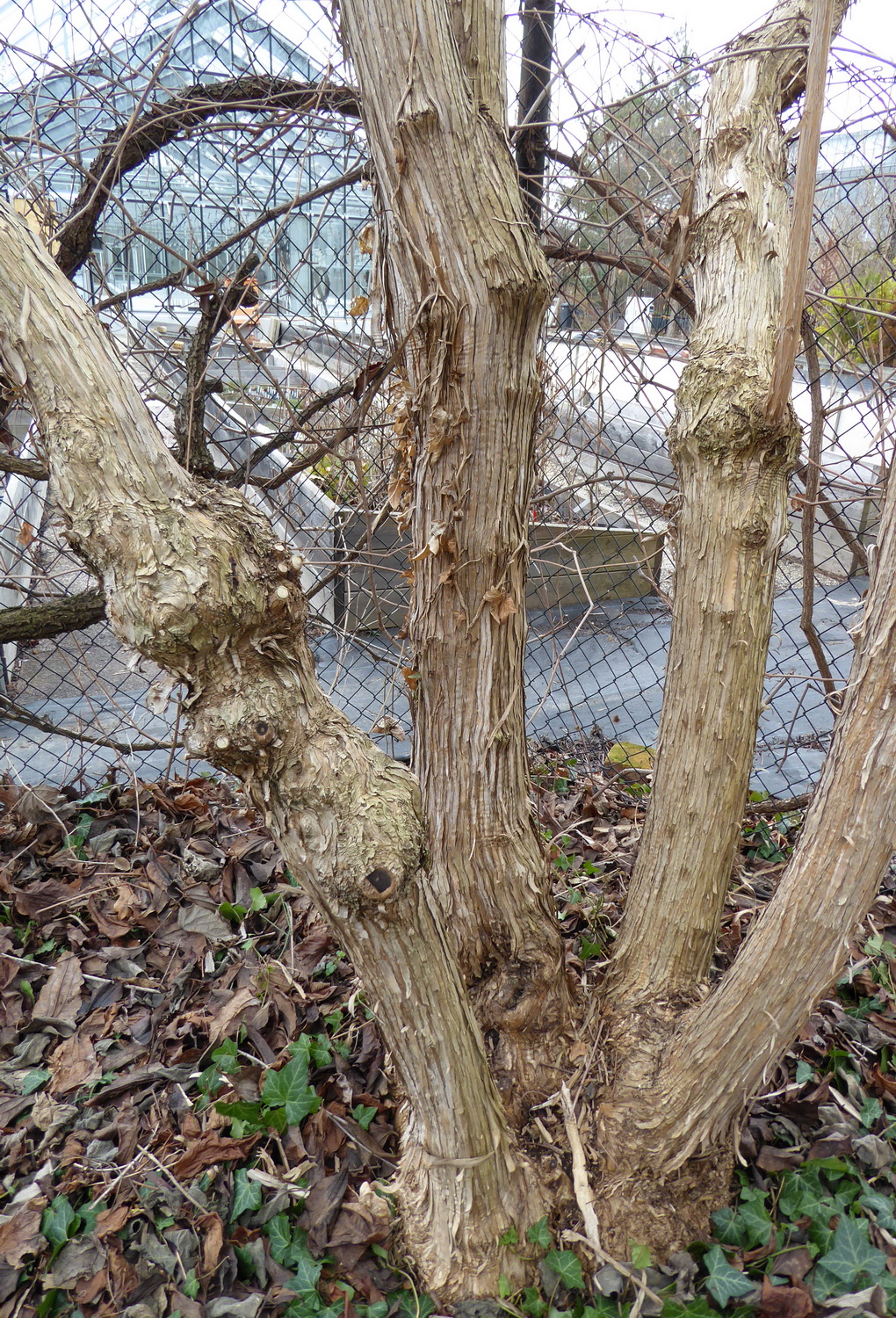 Heptacodium miconioides - Dresden Botanischer Garten - Januar 2023