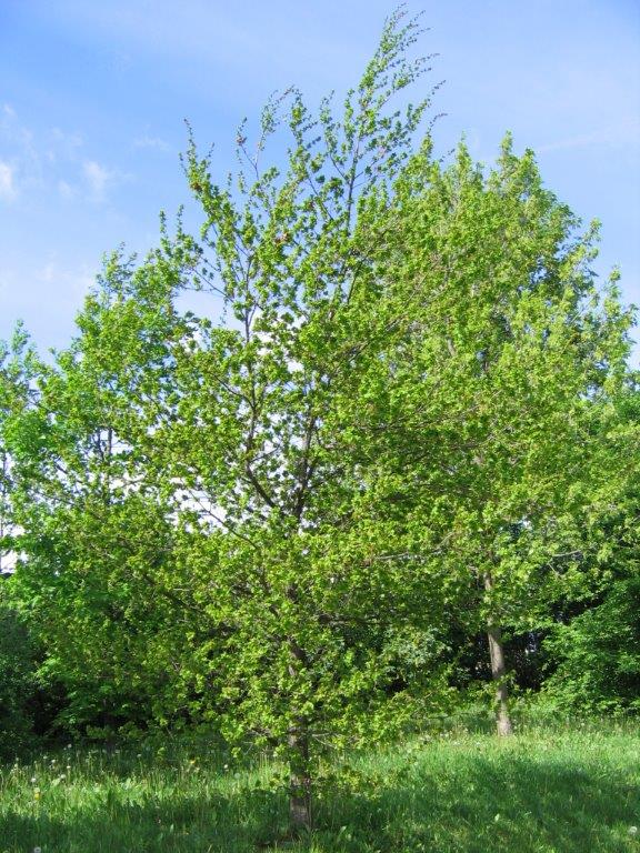 Quercus robur 'Cristata'- Gera - Mai 2106