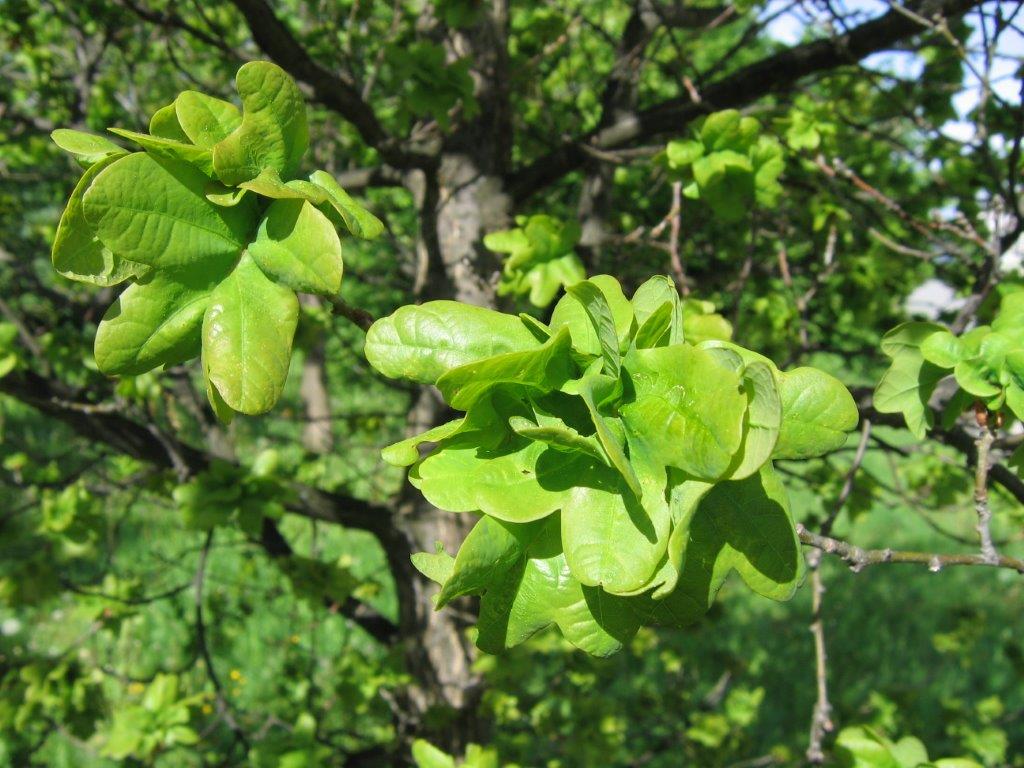 Quercus robur 'Cristata'- Gera - Mai 2106