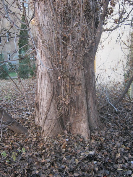 Populus nigra 'Italica'- Gera - 217