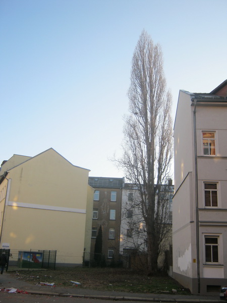 Populus nigra 'Italica'- Gera - 217