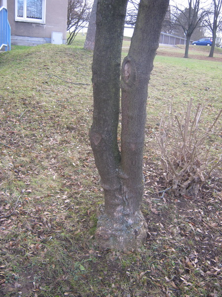 Ptelea trifoliata - Gera - 217