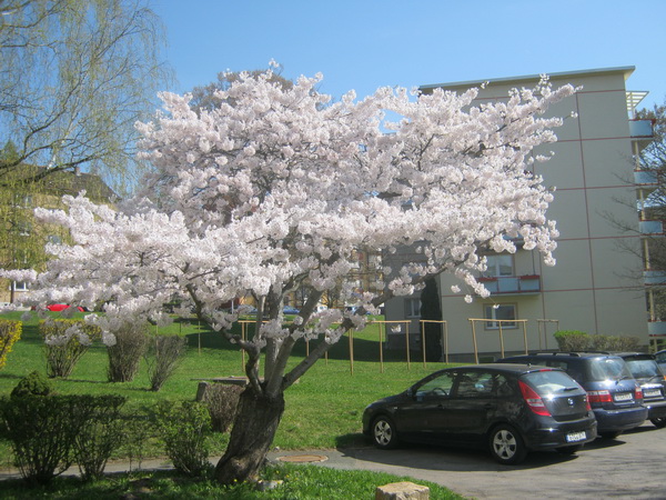 Prunus x yedoensis - Gera