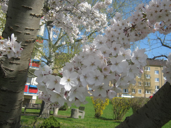 Prunus x yedoensis - Gera