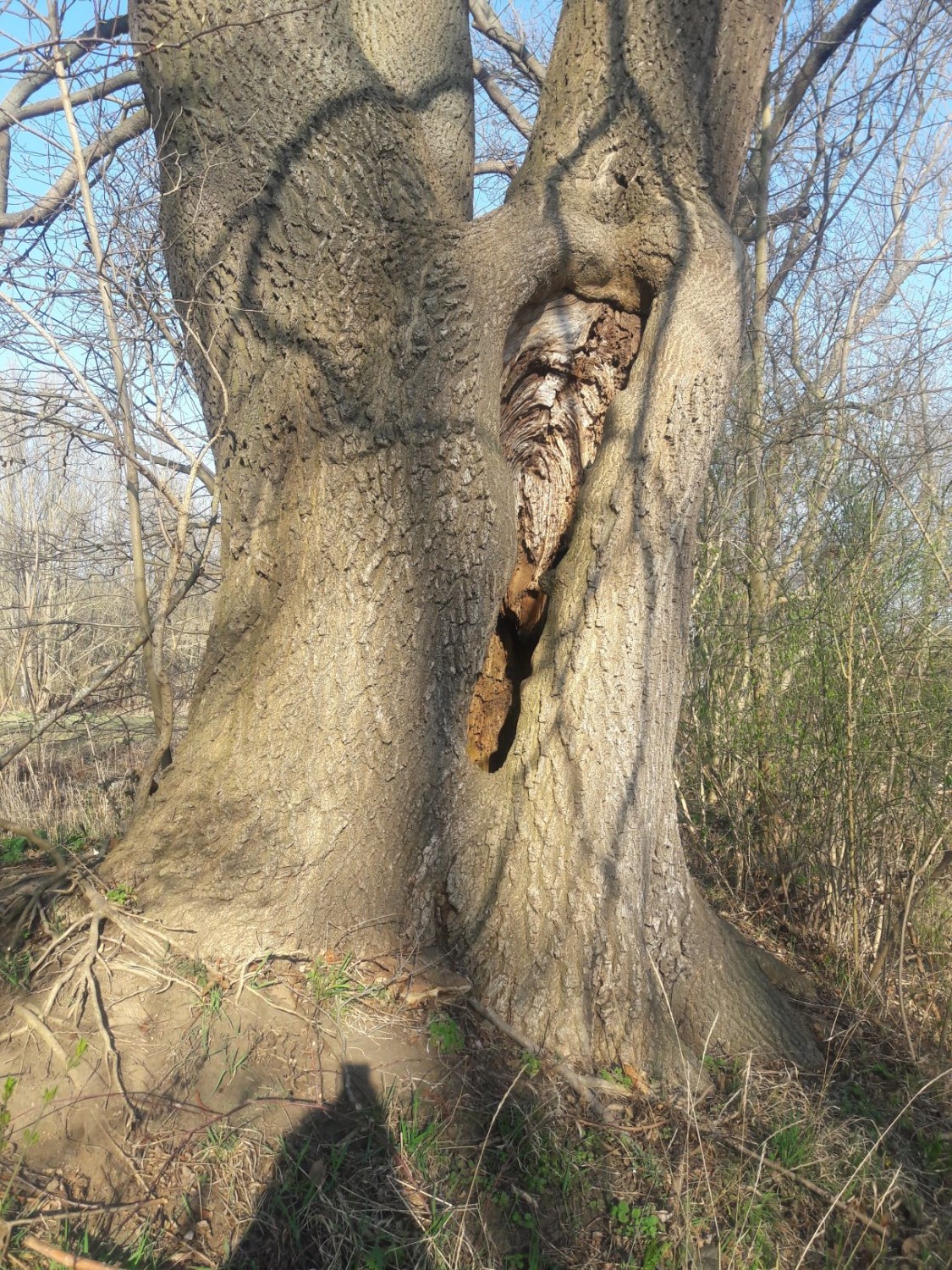 Fraxinus excelsior - Quedlinburg - 2017
