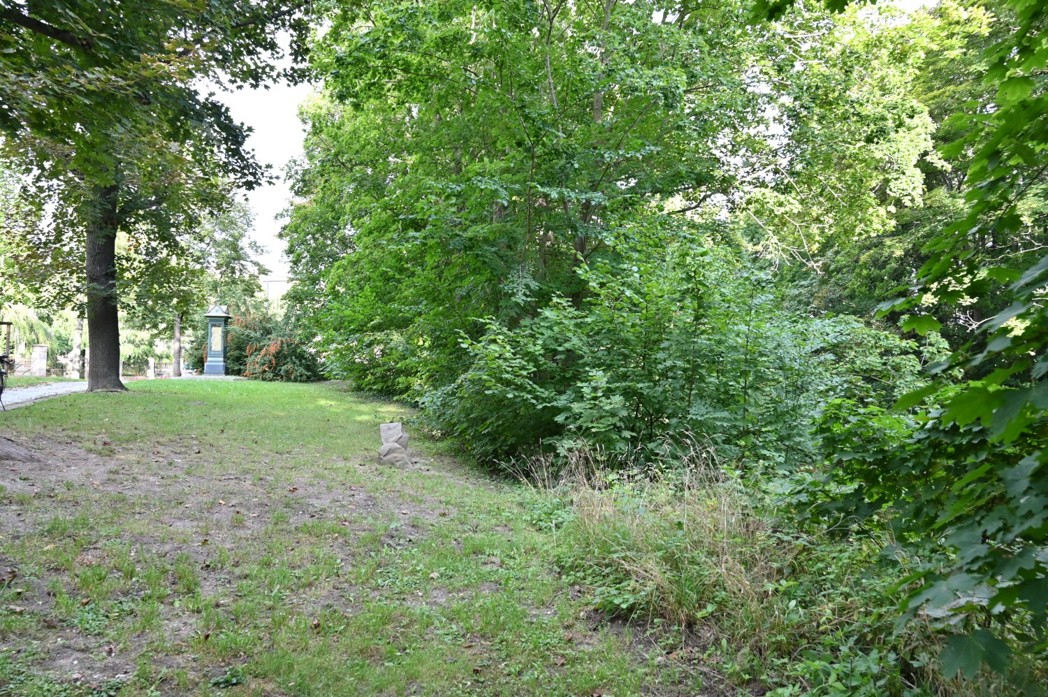 Alnus glutinosa - Quedlinburg - Sept. 2025
