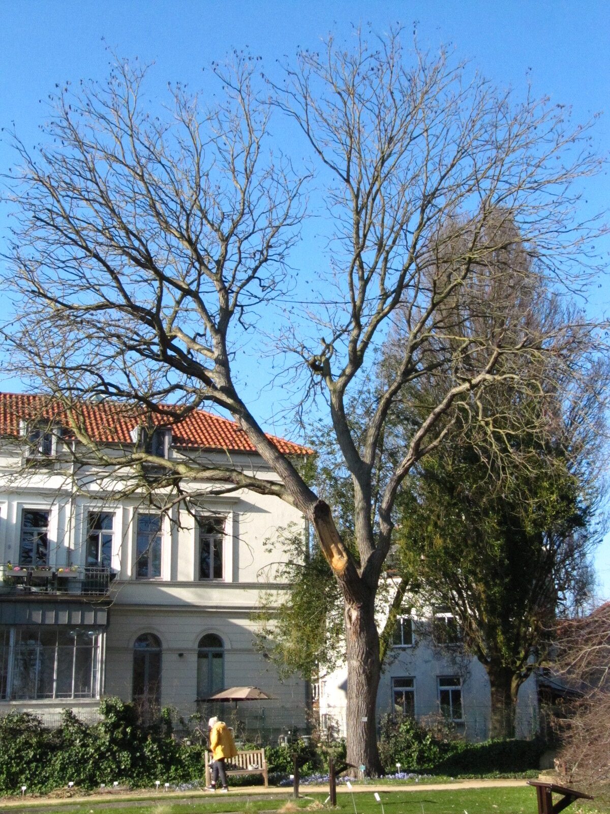 Gymnocladus dioicus - Botanischer Garten Braunschweig - März 2025