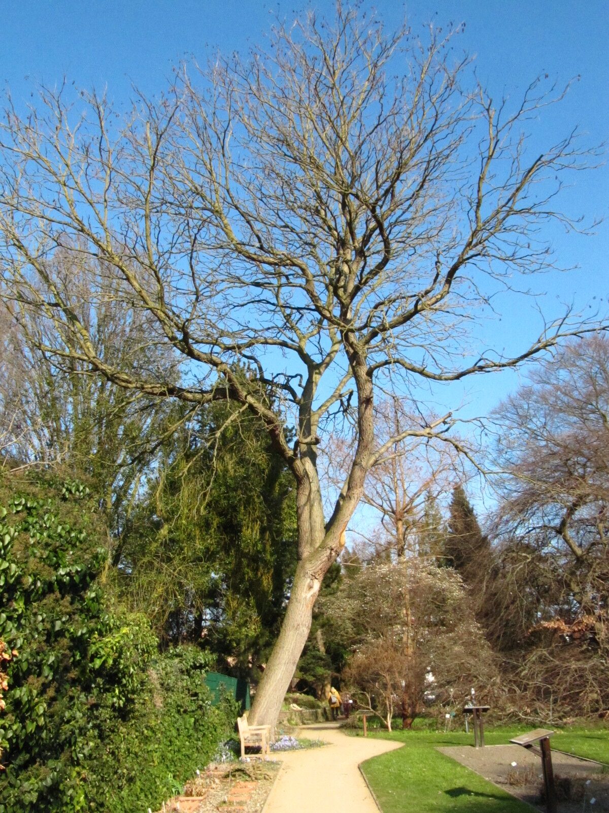 Gymnocladus dioicus - Botanischer Garten Braunschweig - März 2025