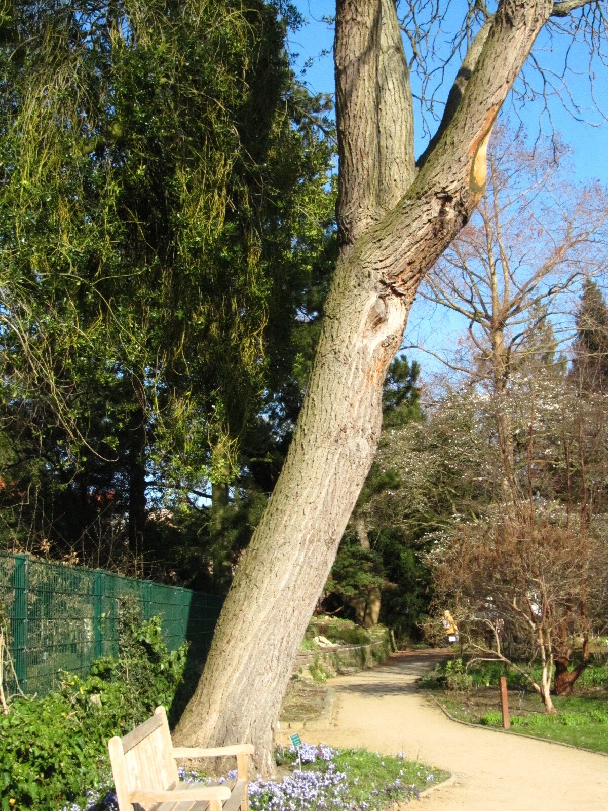 Gymnocladus dioicus - Botanischer Garten Braunschweig - März 2025
