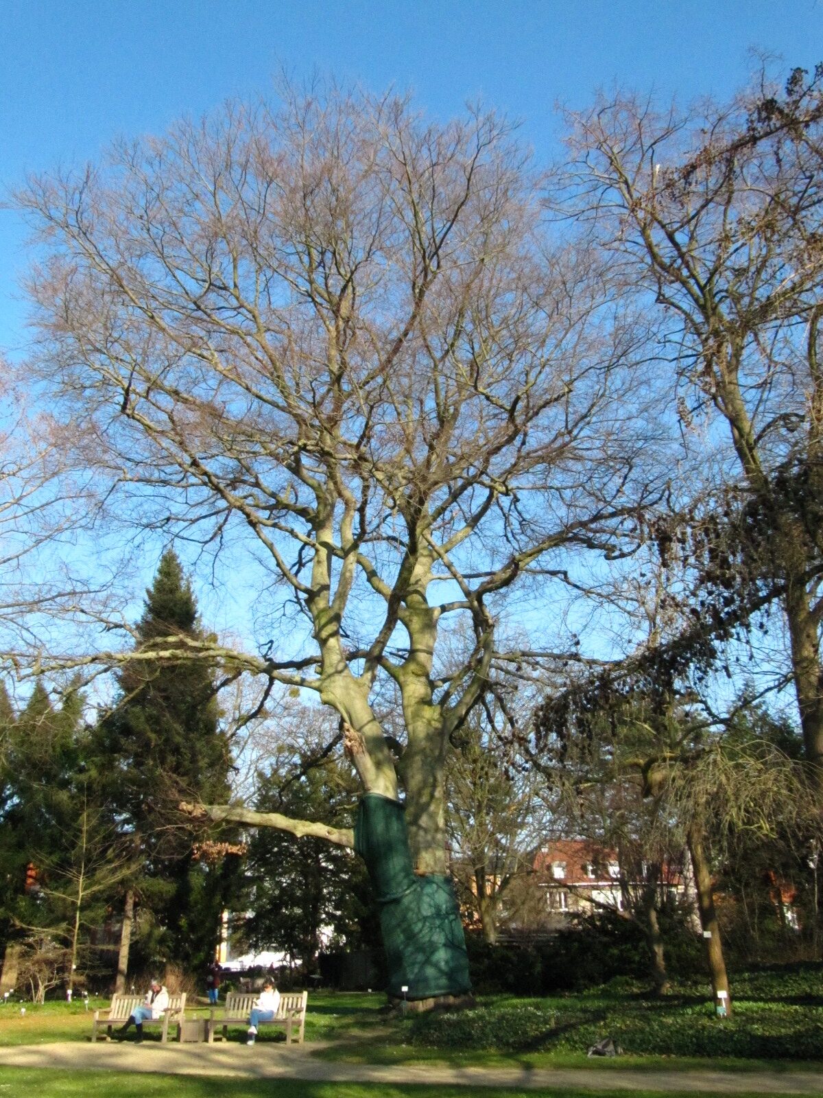 Fagus sylvatica Atropurpurea-Gruppe - Botanischer Garten Braunschweig - März 2025