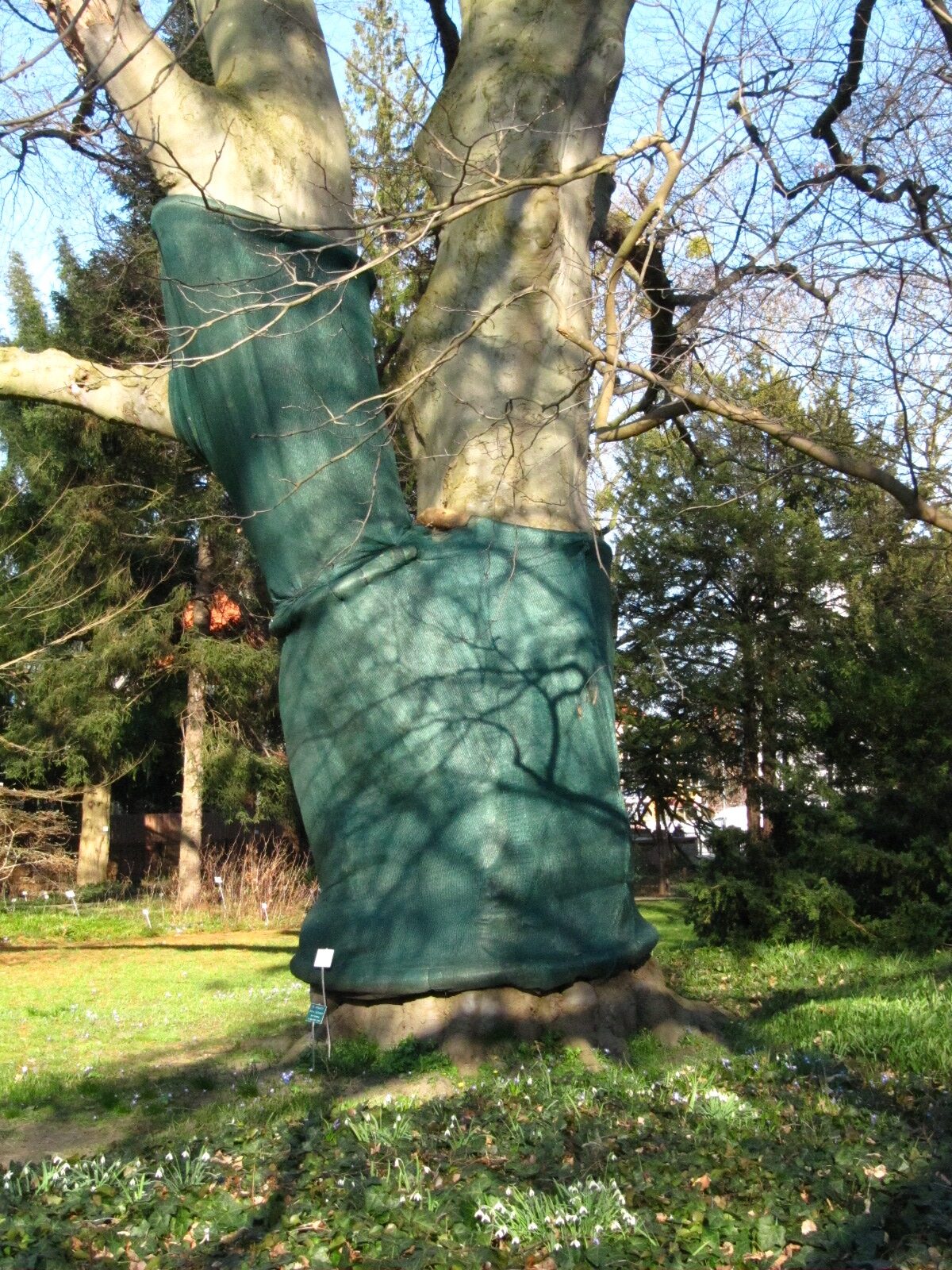 Fagus sylvatica Atropurpurea-Gruppe - Botanischer Garten Braunschweig - März 2025
