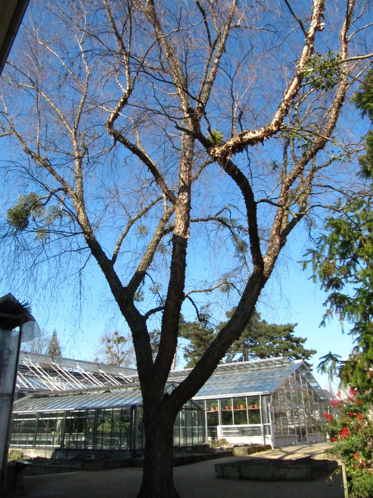 Betula nigra - Botanischer Garten Braunschweig - März 2025